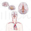 Brain arteries vector illustration
