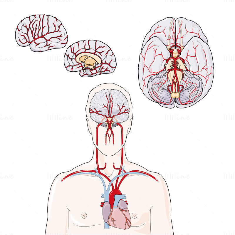 Ilustração do vetor de artérias cerebrais