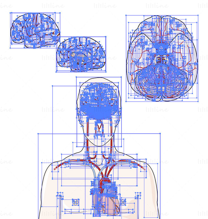 Brain arteries vector illustration