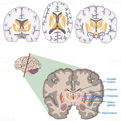 Seções do cérebro vector ilustração científica