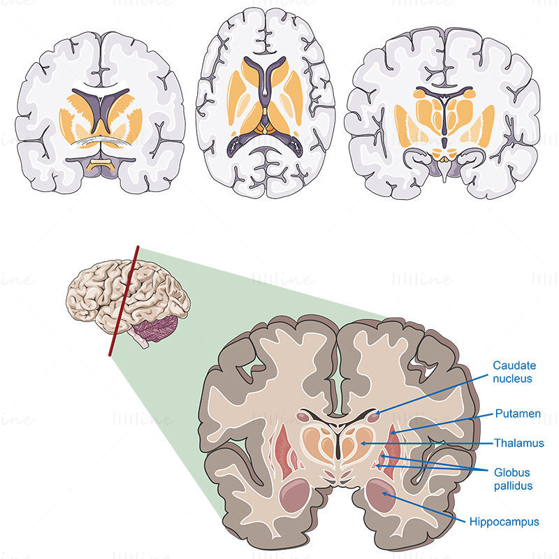 Brain sections vector scientific illustration