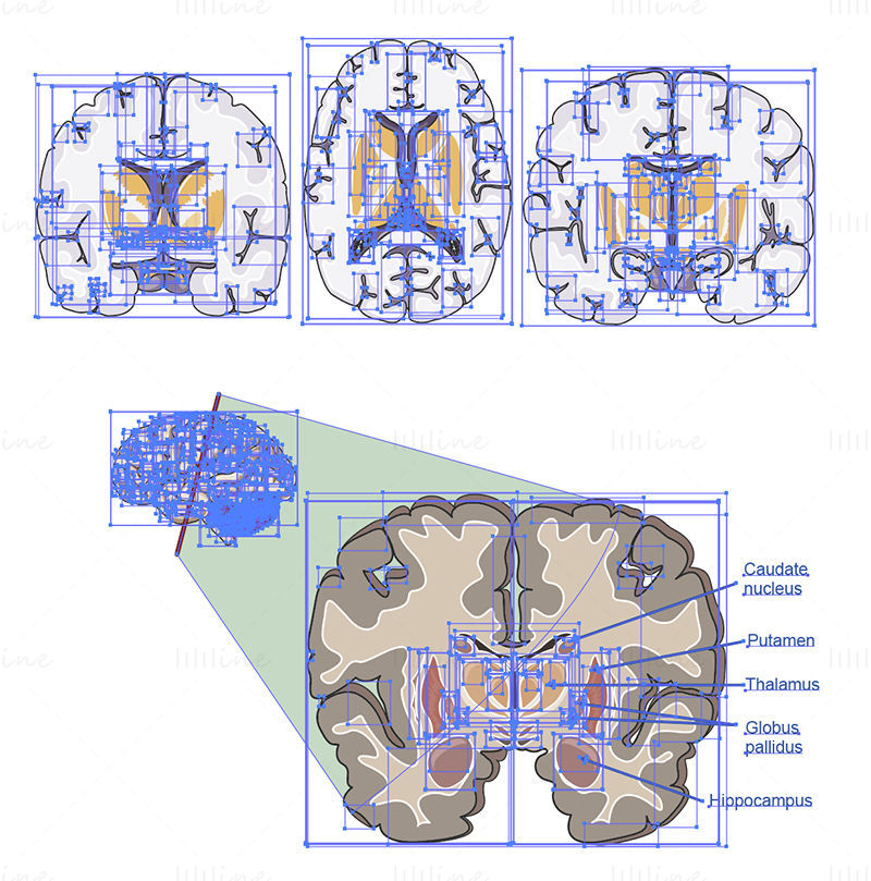 Seções do cérebro vector ilustração científica