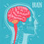 Brain vector illustration