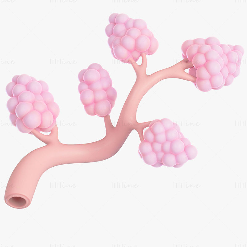 乳房乳管の解剖学 3Dモデル