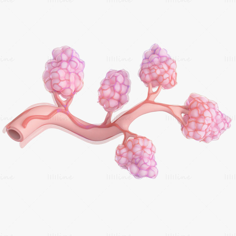 乳房乳管の解剖学 3Dモデル