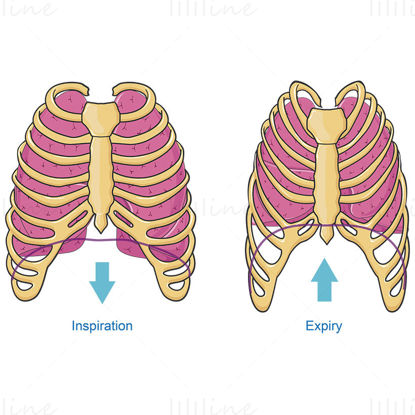 Breathing lung vector
