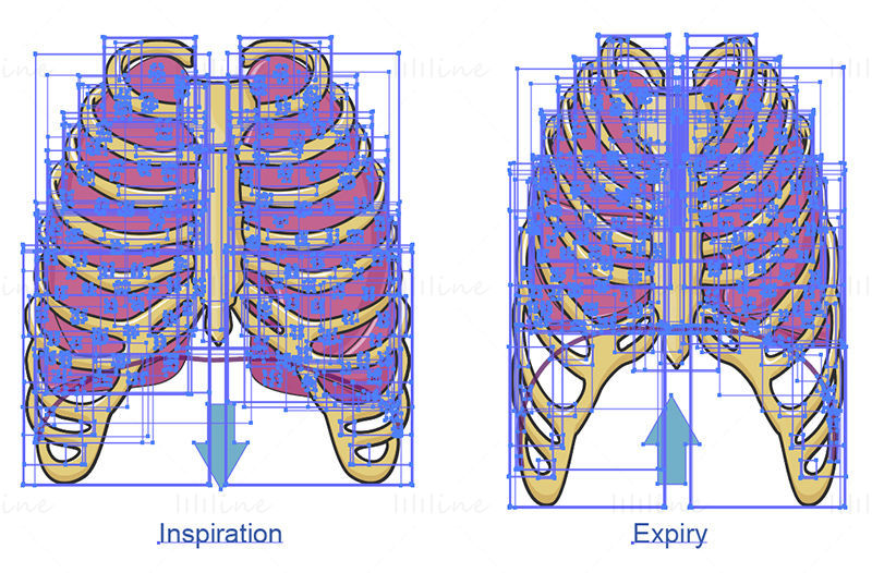Breathing lung vector