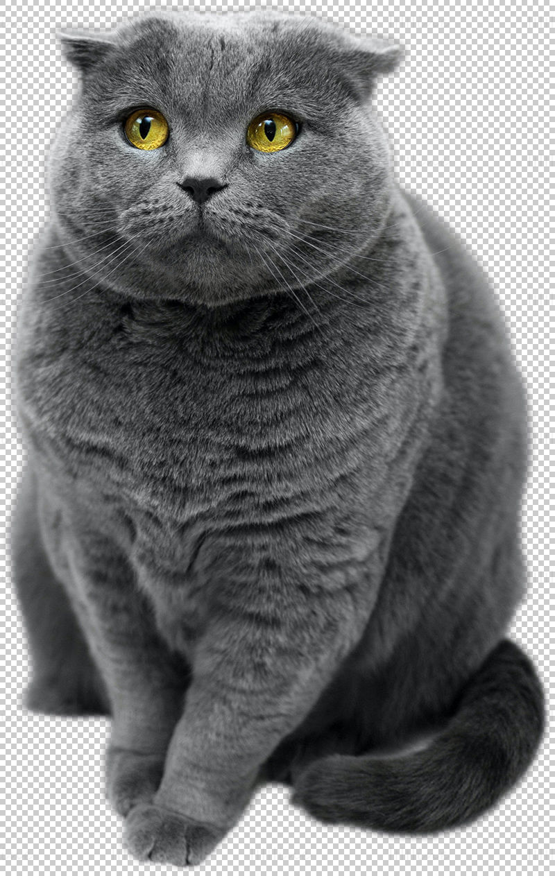British shorthair cat png