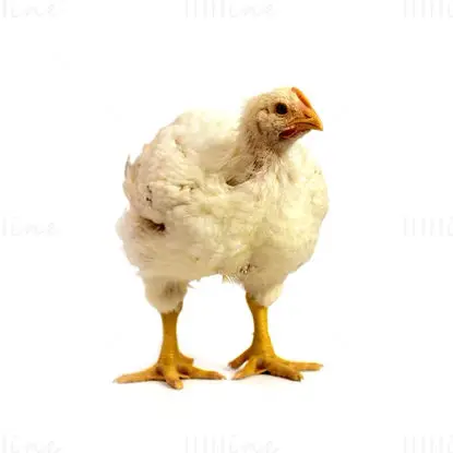 Broiler white feather chicken photo