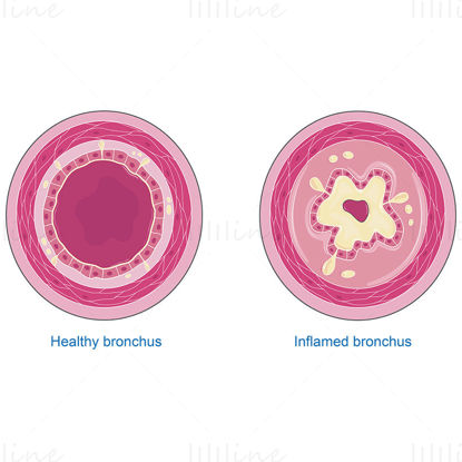 Bronchi sections vector