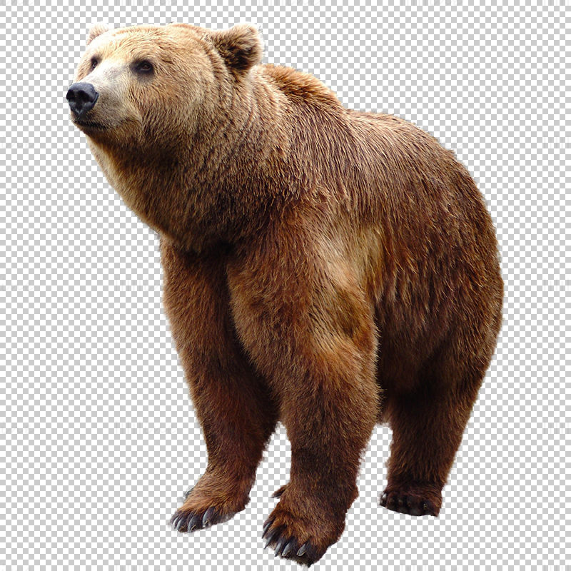 Brown bear png photo