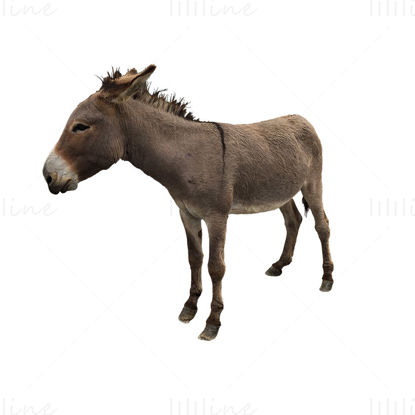 Brown Donkey png