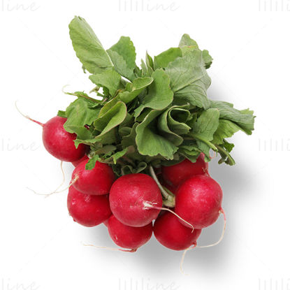 Bunch of radishes png