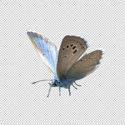 Papillon transparent png