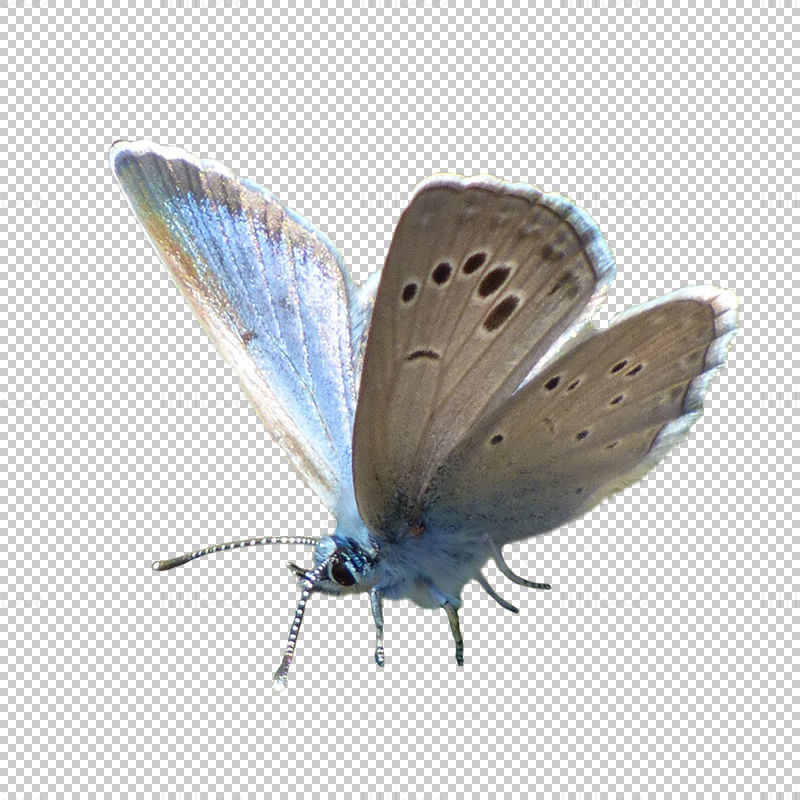 Прозрачна пеперуда png