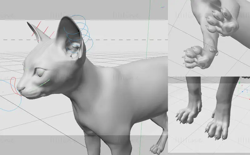 Modello 3D di gatto C4D con legatura ossea + peli di animali