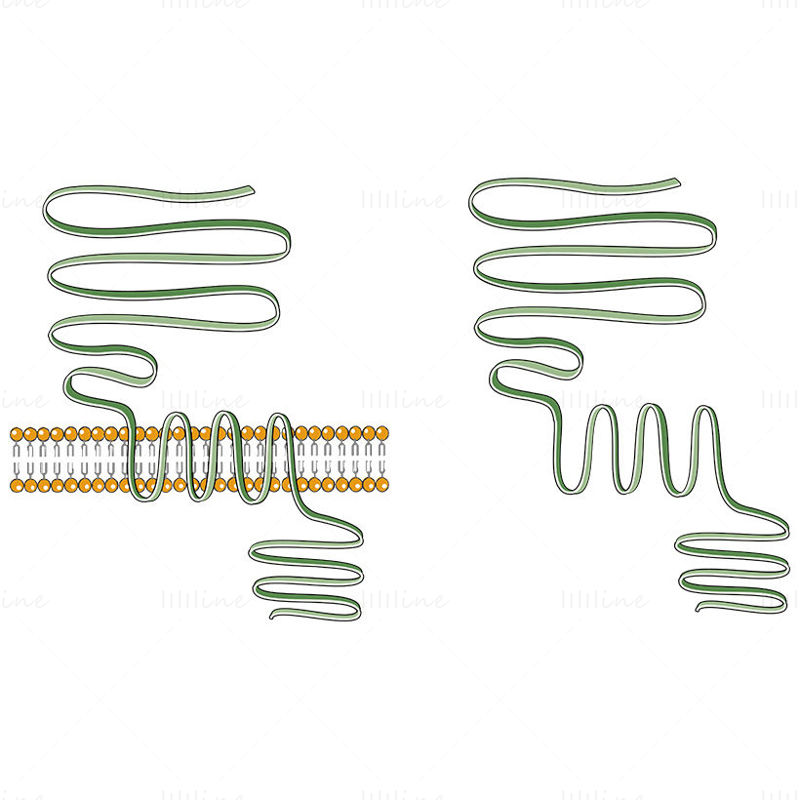 Calcium-sensing  receptor (CaR) vector