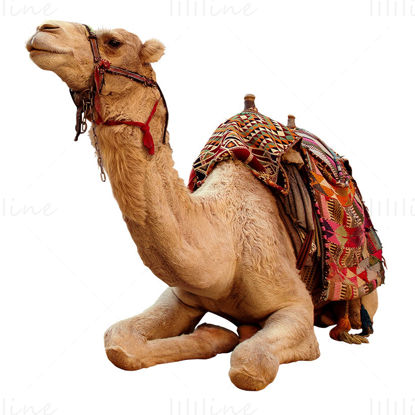 Camel lying down png photo