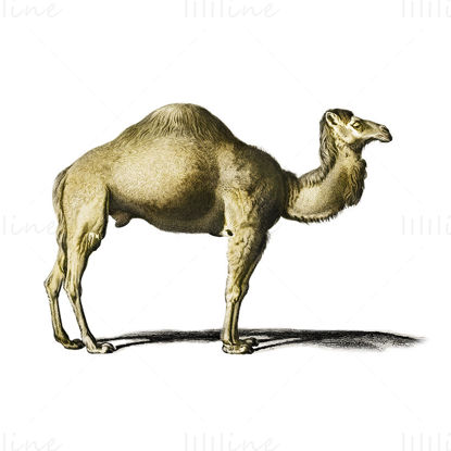 Camel png