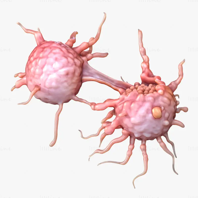Cancer Cell 3D Model