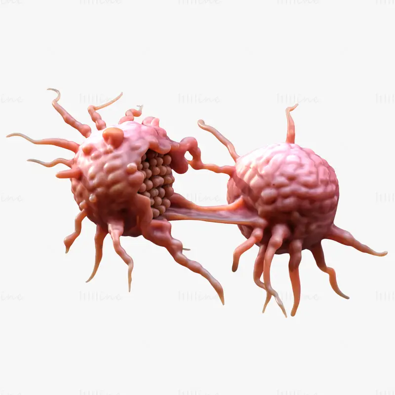 Cancer Cell 3D Model