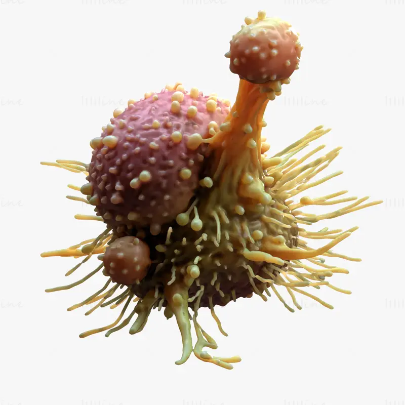 Cancer Cell Tumor C4D 3D Model