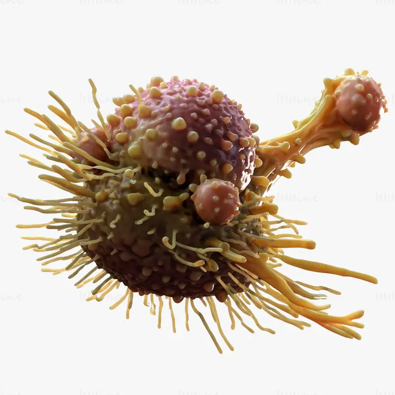 Cancer Cell Tumor C4D 3D Model