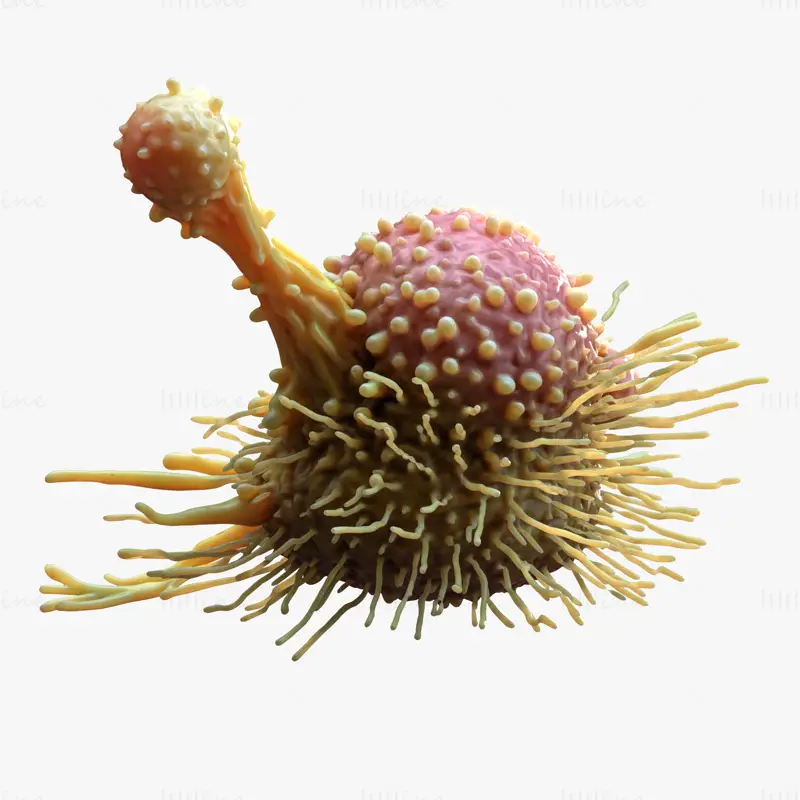Cancer Cell Tumor C4D 3D Model