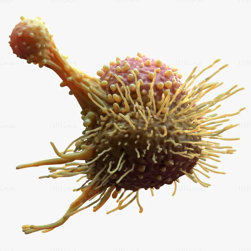 Cancer Cell Tumor C4D 3D Model