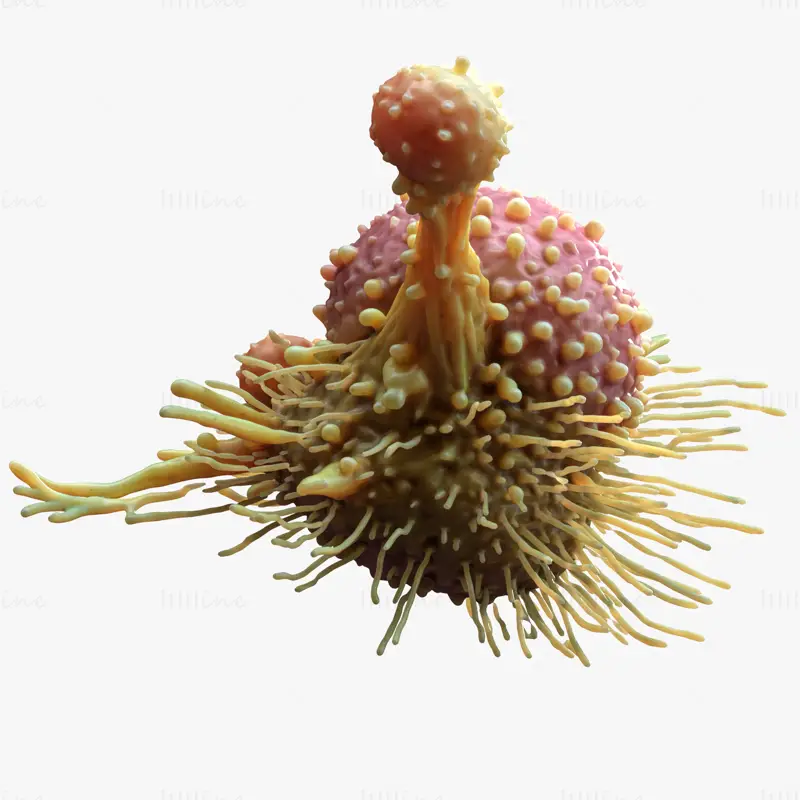 Cancer Cell Tumor C4D 3D Model