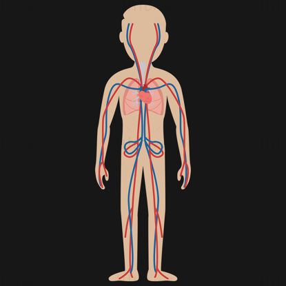 Cartoon adult circulatory system vector illustration
