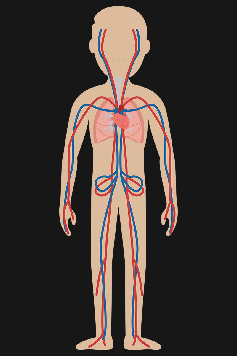 Cartoon adult circulatory system vector illustration