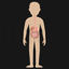 Cartoon adult digestive system vector illustration