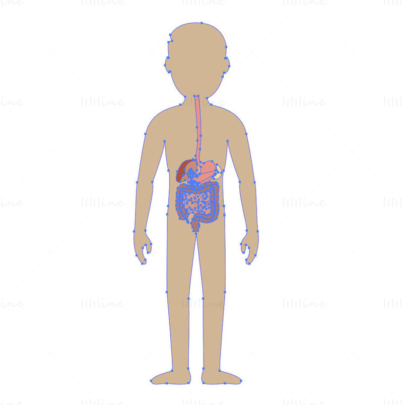 Cartoon adult digestive system vector illustration