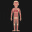Cartoon adult muscular system vector illustration