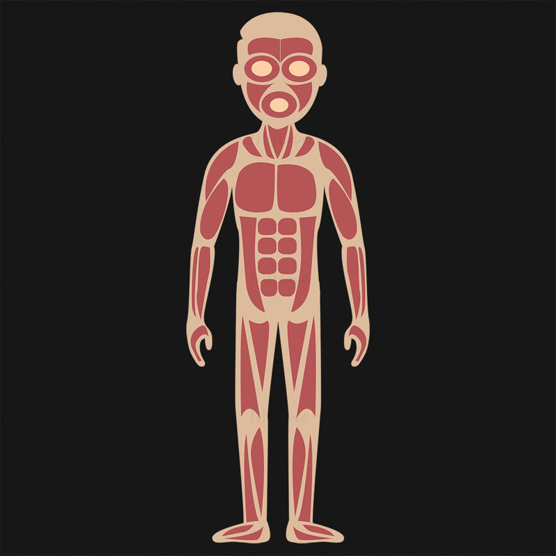Cartoon adult muscular system vector illustration