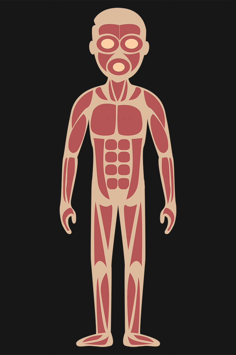 Cartoon adult muscular system vector illustration