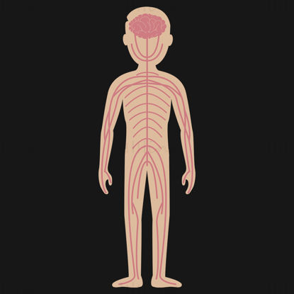 Cartoon adult nervous system vector illustration