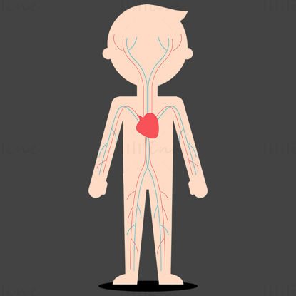Cartoon Child Circulatory System vector illustration