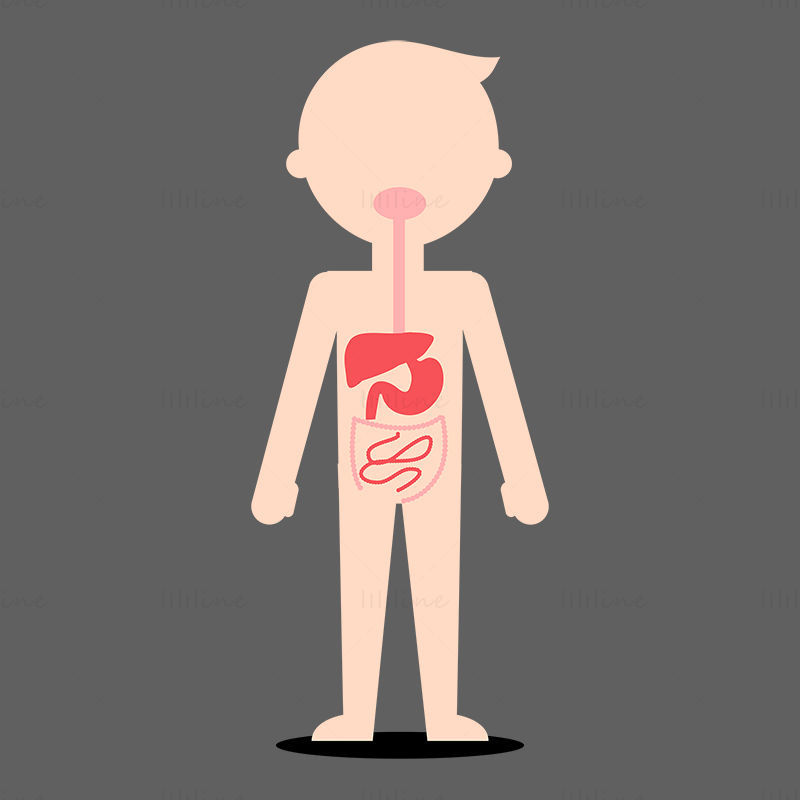 Cartoon Child digestive system vector illustration