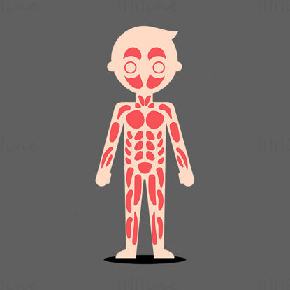 Cartoon Child muscular system vector illustration