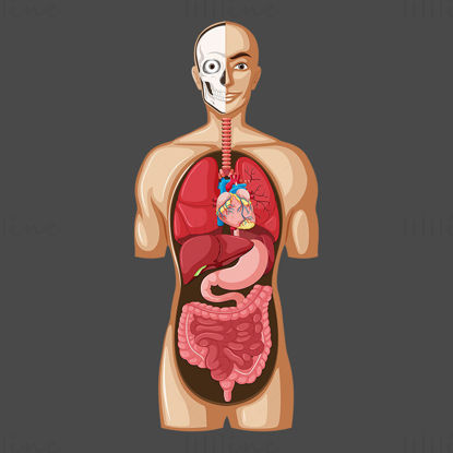 Cartoon Human Anatomy Organs vector illustration