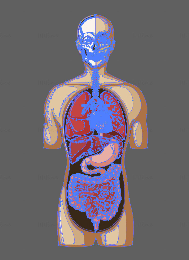 Cartoon Human Anatomy Organs vector illustration
