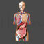 Cartoon Human Woman Anatomy vector illustration