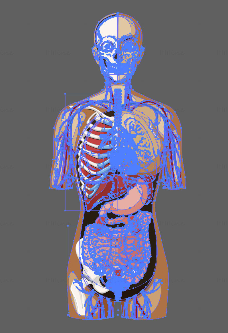 Cartoon Human Woman Anatomy vector illustration