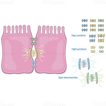 Cell junctions vector scientific illustration