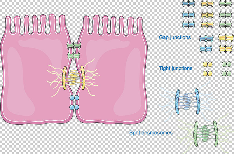 Cell junctions vector scientific illustration