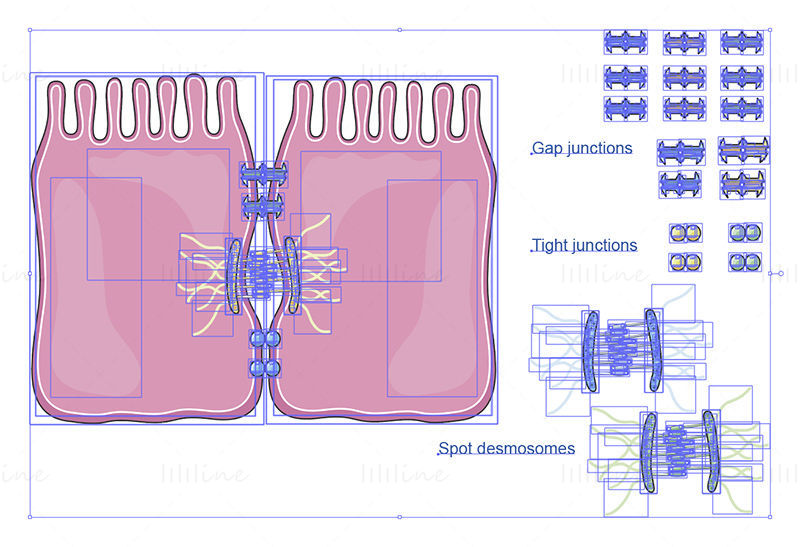 Uniones celulares vector ilustración científica