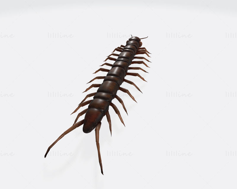 Centipede 3D Model Ready to Print