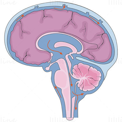 Cerebrospinal fluid vector illustration